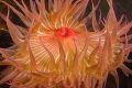 Candy Striped Sea anemone Candy Striped Sea anemone
