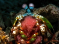 Peacock Mantis Shrimp
Romblon Island  Three P Beach and Dive Resort