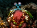 Peacock Mantis Shrimp
Romblon Island Three P Beach and Dive Resort Peacock Mantis Shrimp
Romblon Island Three P Beach and Dive Resort