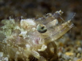 Palaemon serratus
Common prawn
EYE