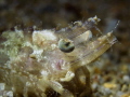 Palaemon serratus
Common prawn
EYE Palaemon serratus
Common prawn
EYE