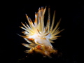 Sakuraeolis nungunoides
Anilao Philippines Sakuraeolis nungunoides
Anilao Philippines