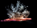 Ghost Nudibranch
Romblon Island Philippines Ghost Nudibranch
Romblon Island Philippines