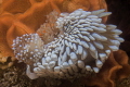 Silvertip Nudibranch
Mother and Child Silvertip Nudibranch
Mother and Child