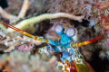 Peacock mantis shrimp in the Philippines. These are probably my favorite creature to see underwater. I absolutely love their colors and how they can use each eye independently. Sony a7R iii, 90mm macro, ISO 100, f9, 1/200.