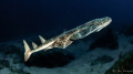 Angelshark (Squatina Squatina)
 - Listed as 'Critically Endangered' on the IUCN Red List