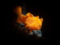 Snap on baby frogfish
Dive site : Lembeh Strait, Indonesia
Shot on Olympus EPL-10 with Backscatter MF2