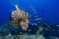 Lion fish on wreck