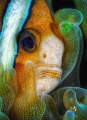 Portrait Clownfish
