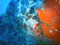 A nudibranch entangled with a seaweed.