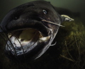 European Catfish - Silurus glanis