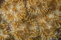 A carpet of square mouth striped anemones