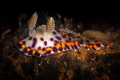 Chromodoris naiki nudibranch_Goa 2023
Canon60 1/200 f18 iso200 Chromodoris naiki nudibranch_Goa 2023
Canon60 1/200 f18 iso200