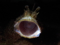 Scorpaena porcus
Big mouth Scorpaena porcus
Big mouth
