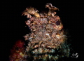 Portrait Scorpionfish with Marelux SOFT snoot