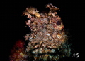 Portrait Scorpionfish with Marelux SOFT snoot Portrait Scorpionfish with Marelux SOFT snoot