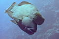 L empereur . Cheilinus undulatus Napoleon wrasse . f/6.3 1/160 ISO 100 50mm . Erik L empereur . Cheilinus undulatus Napoleon wrasse . f/6.3 1/160 ISO 100 50mm . Erik