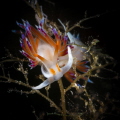 Iconic Cratena nudibranch of Mediterranean Sea_2022
Canon100 1/200 f20 iso400 Iconic Cratena nudibranch of Mediterranean Sea_2022
Canon100 1/200 f20 iso400