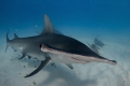 Great Hammerhead makes a funny face 