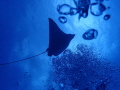 Eagle ray taking off. It got scared by my exhaled bubbles and shot upwards when I took the picture on the fly.