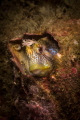 Colorful blenny curiously looking out of its den_Photo taken at  the wreck  dive site  in Goa_India_2023
 Canon60  1/200 f18 iso200 