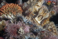 Find the hide away octopus Find the hide away octopus