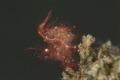 Hairy shrimp with eggs Hairy shrimp with eggs