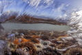 Breaking waves over a carpet of colorful sandy anemones in the intertidal zone Breaking waves over a carpet of colorful sandy anemones in the intertidal zone