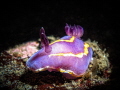MacFarlands Chromodorid MacFarlands Chromodorid