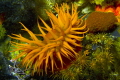 Proud parent and off springs. Sea anemones can reproduce normally but can also clone asexually Proud parent and off springs. Sea anemones can reproduce normally but can also clone asexually