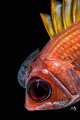 Portrait Squirrel fish with Isopod parasite Portrait Squirrel fish with Isopod parasite