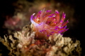 My strobes illuminated this Flabellina well perhaps too much .. but I like the same for the luminescence effect that makes the colors brighter Taken in Goa_2023 My strobes illuminated this Flabellina well perhaps too much .. but I like the same for the luminescence effect that makes the colors brighter Taken in Goa_2023