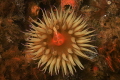 The Hide Away
Silvertip nudibranch taking shelter underneath a false plume sea anemone The Hide Away
Silvertip nudibranch taking shelter underneath a false plume sea anemone