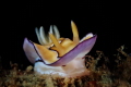 Marilyn Monroe. Goniobranchus coi Marilyn Monroe. Goniobranchus coi