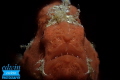 frogfish frogfish