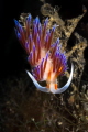 Intensely colorful Cratena nudibranch_2022
 Canon100 1/200 f20 iso250 
