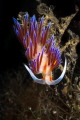 Intensely colorful Cratena nudibranch_2022
Canon100 1/200 f20 iso250 Intensely colorful Cratena nudibranch_2022
Canon100 1/200 f20 iso250