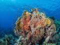 An nice fishy landscape in the Red Sea in Egypt. An nice fishy landscape in the Red Sea in Egypt.