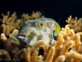 'Padded Puffer', Raja Ampat 2023. This white spotted puffer looked so cosy and comfy snuggled in the sot coral. Taken with Olympus EPL10 in AOI housing, diving with Wai Eco resort.