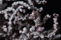 Hipocampus, Pygmy Seahorse on coral fan. Taken off Anilao, Phillipines. Nikon D850, f25, 1/320th, ISO 640, 105mm