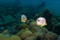 Four eye Butterfly Fish on the Cristobal Colon