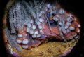 an egg-bearing octopus