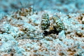 Lysiosquillina maculata  Banded mantis shrimp . Very rare encounter in Hurghada.  f/8  1/125  ISO 100  50mm .   Erik