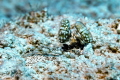 Lysiosquillina maculata Banded mantis shrimp . Very rare encounter in Hurghada. f/8 1/125 ISO 100 50mm . Erik Lysiosquillina maculata Banded mantis shrimp . Very rare encounter in Hurghada. f/8 1/125 ISO 100 50mm . Erik