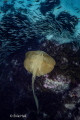 I was free diving at home, in QLD Australia when I looked down and saw this, HUGE Ray below me swimming through a huge school of fish. They all parted around the huge male and he swam off and buried i=himself in the sand on the edge of the reef.