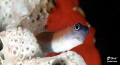 Goby fish posing for me Goby fish posing for me