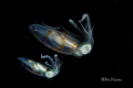 Tandem Squid Tandem Squid