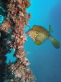 Female Ostracion cubicus  yellow boxfish   f/8  1/40  ISO 200  17mm .   Els