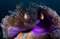 Strip Skunk Clown fish Strip Skunk Clown fish