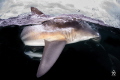 Angry
Just a cool image of an oceanic black tip shark. Angry
Just a cool image of an oceanic black tip shark.